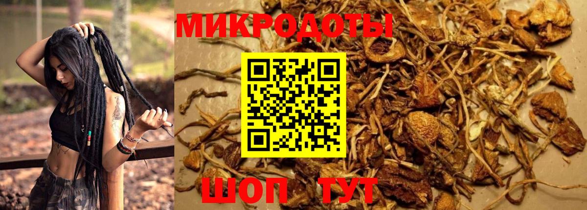 Псилоцибиновые грибы Psilocybine cubensis Ростов-на-Дону